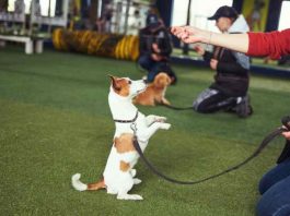 Quelles études faire pour devenir dresseur de chien ?
